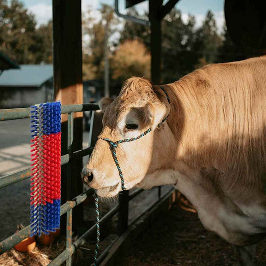 Cattle Brushes Red and Blue 20 x 9 x 50 cm Plastic and Steel