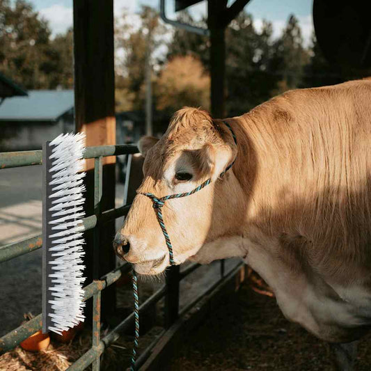 Cattle Brushes Black and White 50 x 10 x 6.5 cm